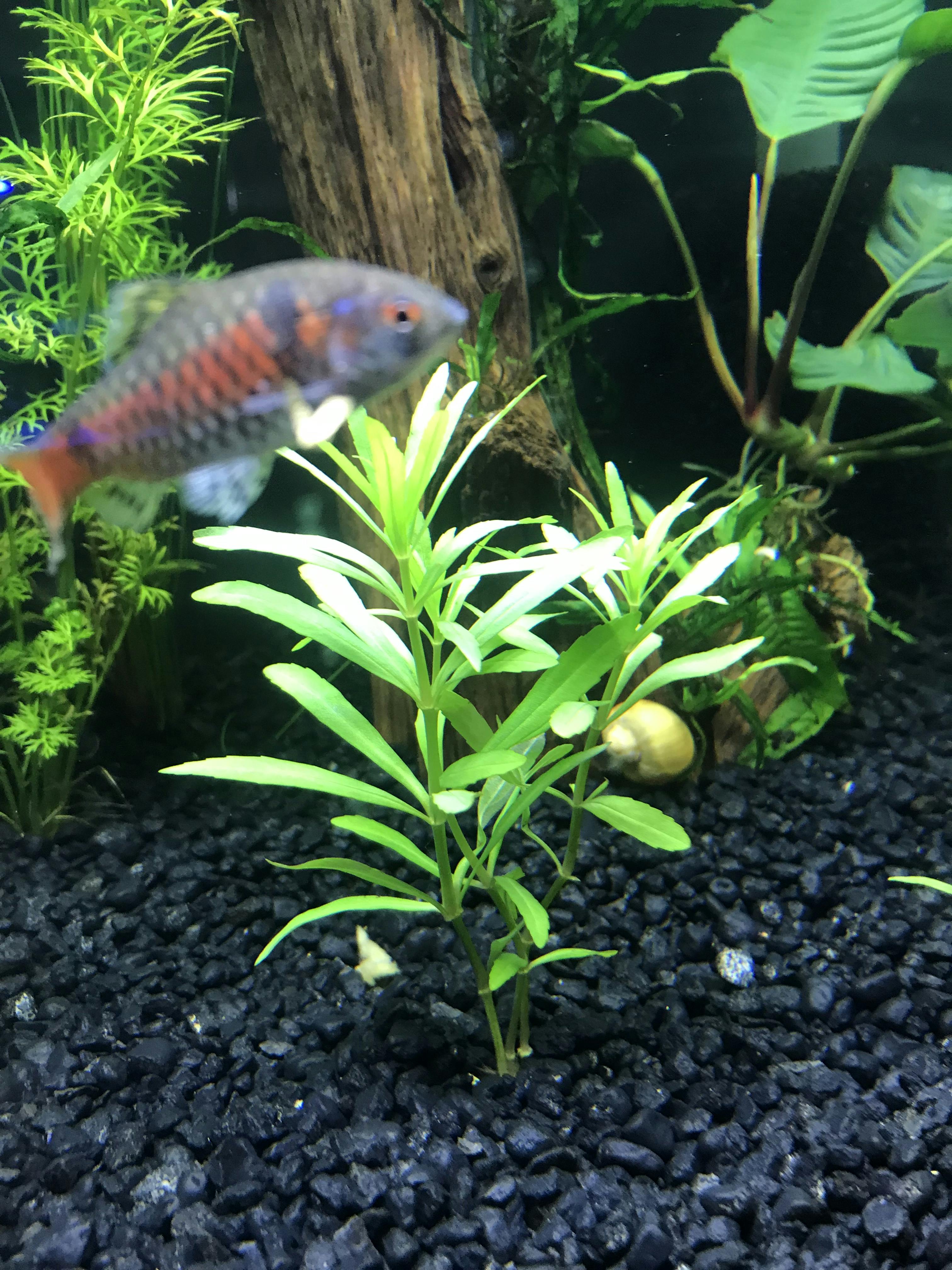 Pogostemon Stellatus Octopus Aquarium CoOp